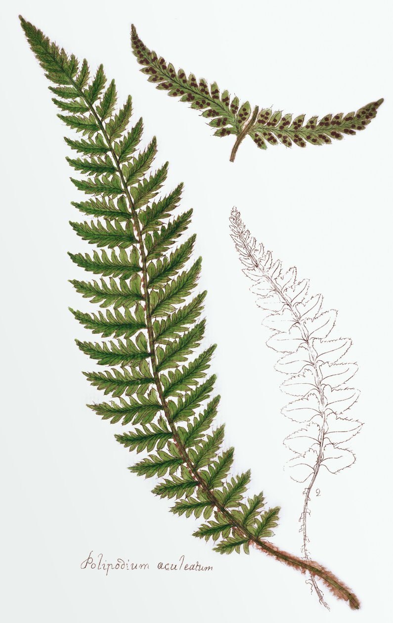 „Polipodium aculeatum“, nyní Polystichum achuleatum, obyčejná kapradina vlhkých lesů na celých Britských ostrovech, z „Filices Brittanicae; an History of the British Proper Ferns“, 1785 od James Bolton