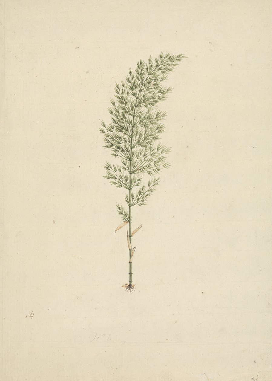 Arundinaria alpine K. Schum. (African Bamboo): hotová kresba habitu s kořeny od James Bruce