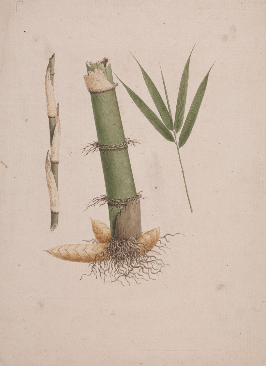 Arundinaria alpina K. Schum. (African Bamboo): dokončená kresba částí stonku a výhonku s listy od James Bruce
