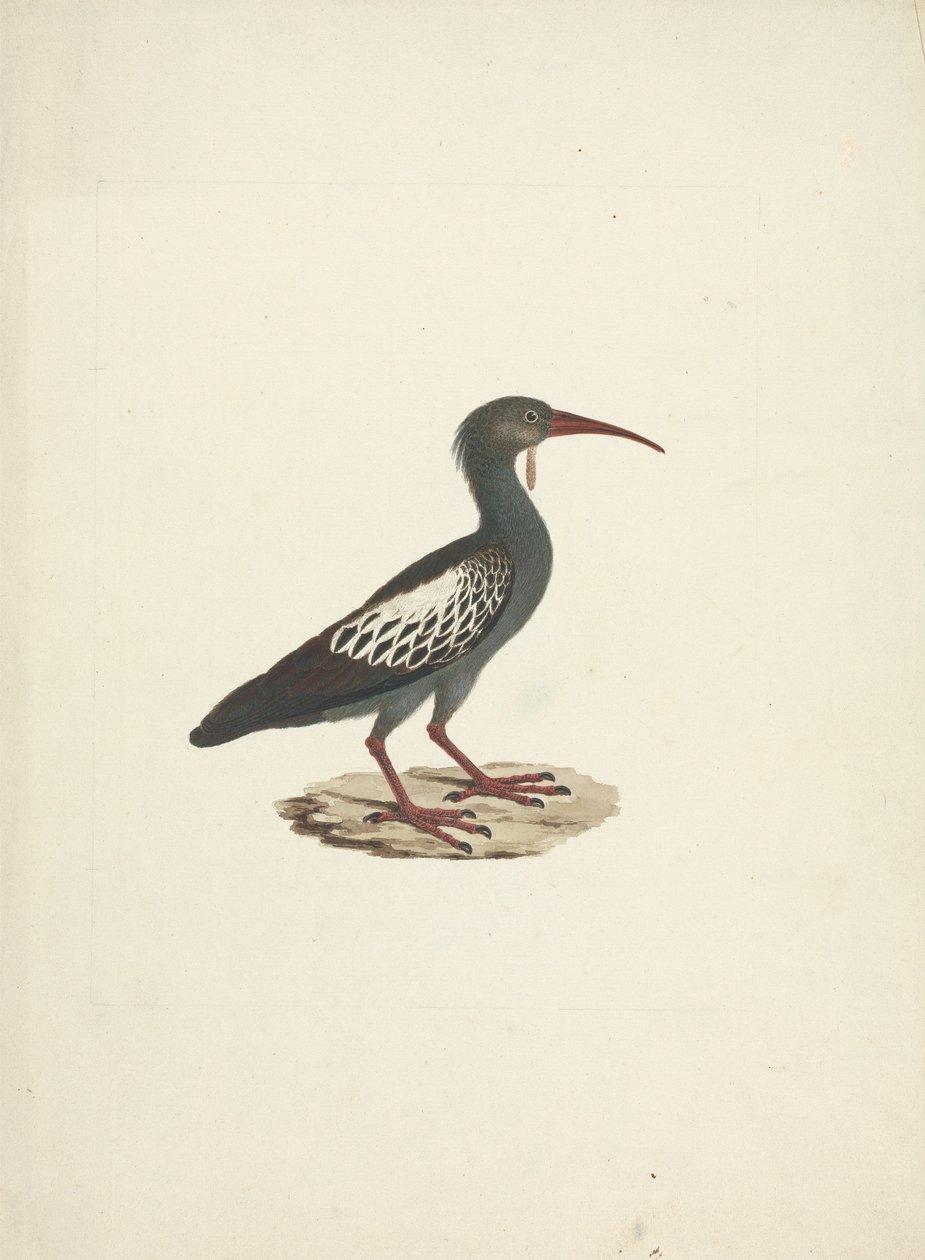 Bostrychia carunculata (ibis bělavý) od James Bruce