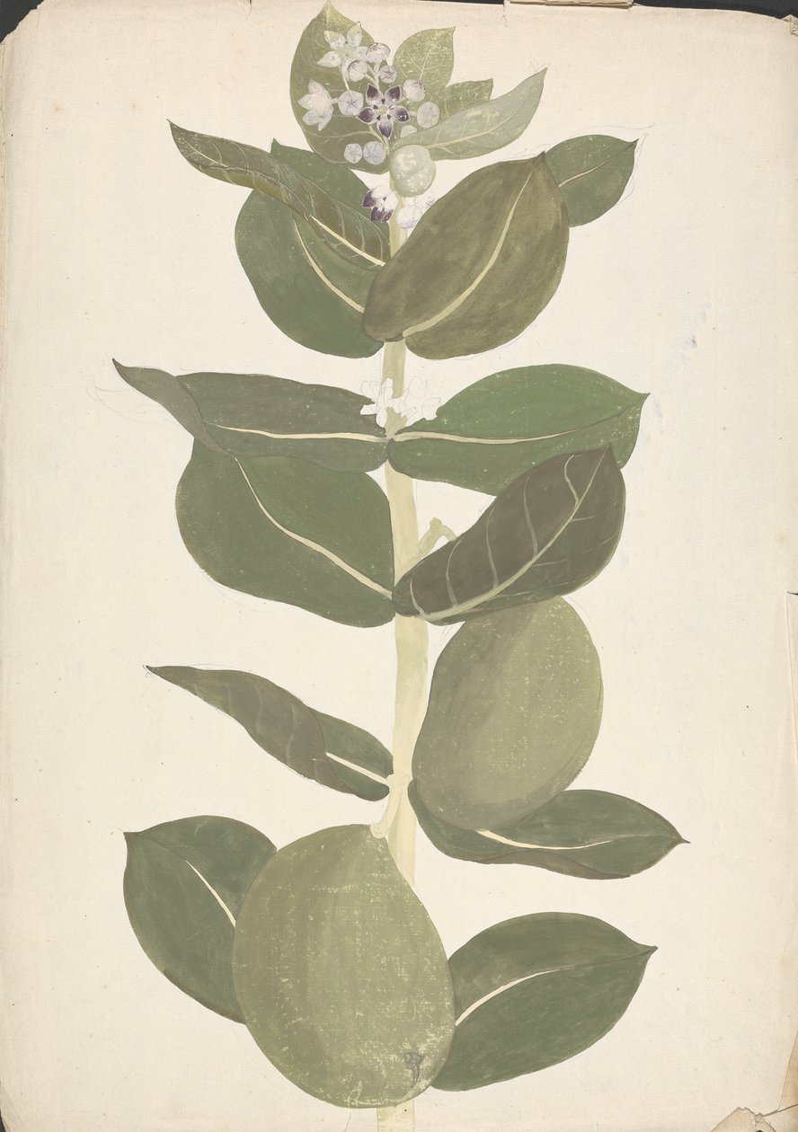Calotropis procera (Ait.) Ait. F. (Jablko Sodomské, Auricular Tree): hotová kresba kvetoucí a plodící rostliny od James Bruce