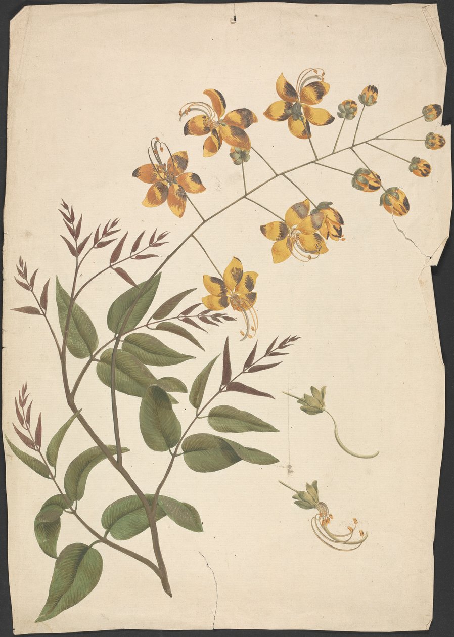 Cassia Fistula (Purging cassia): dokončená kresba listového výhonku s květy od James Bruce