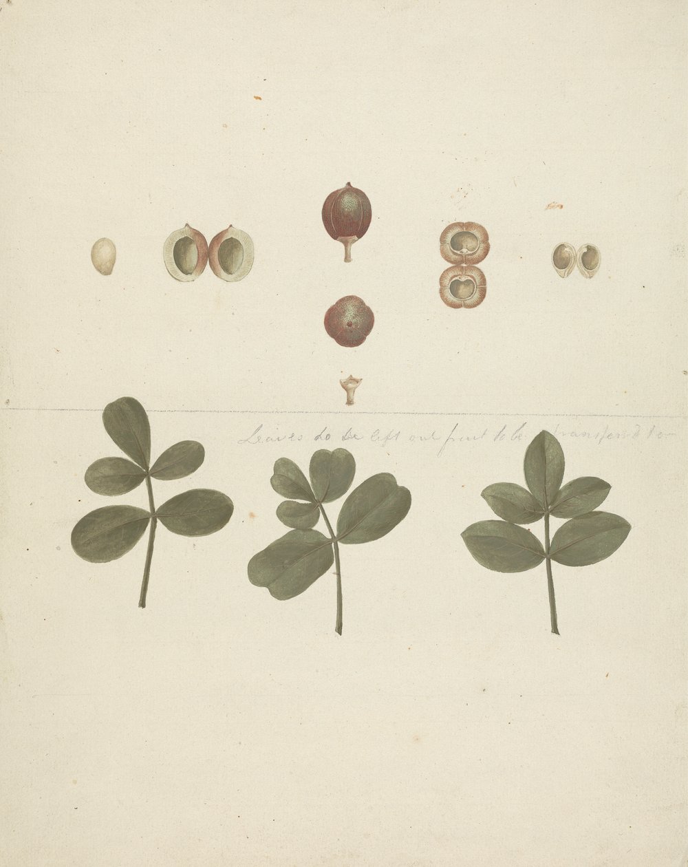 Commiphora gileadensis (L.) C. Chr. (Balzám z Gileadu, Opobalsam): dokončená kresba ovoce, rozřezaných plodů a listů od James Bruce