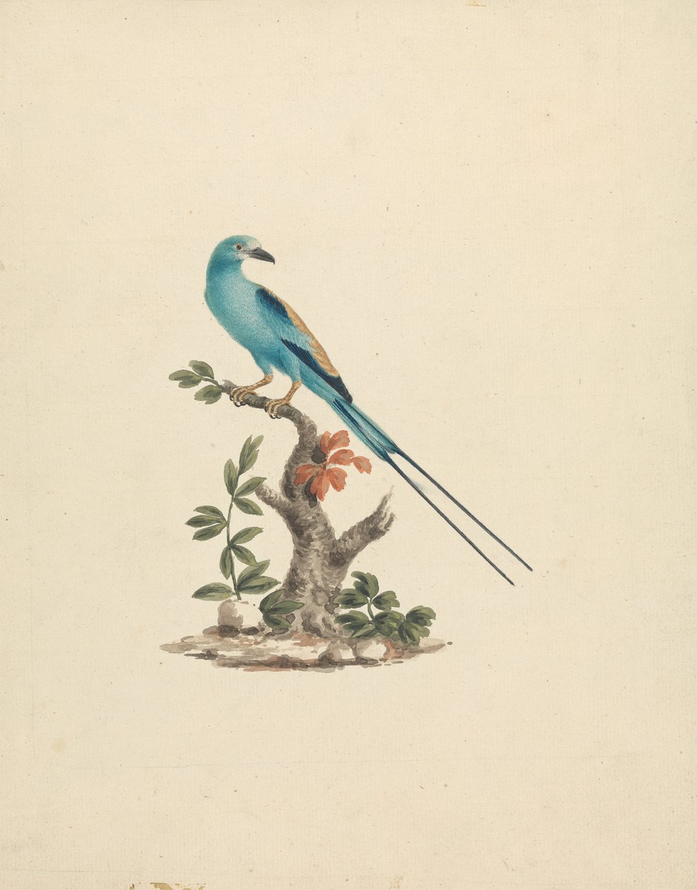 Coracias abyssinicus (habešský válec) od James Bruce