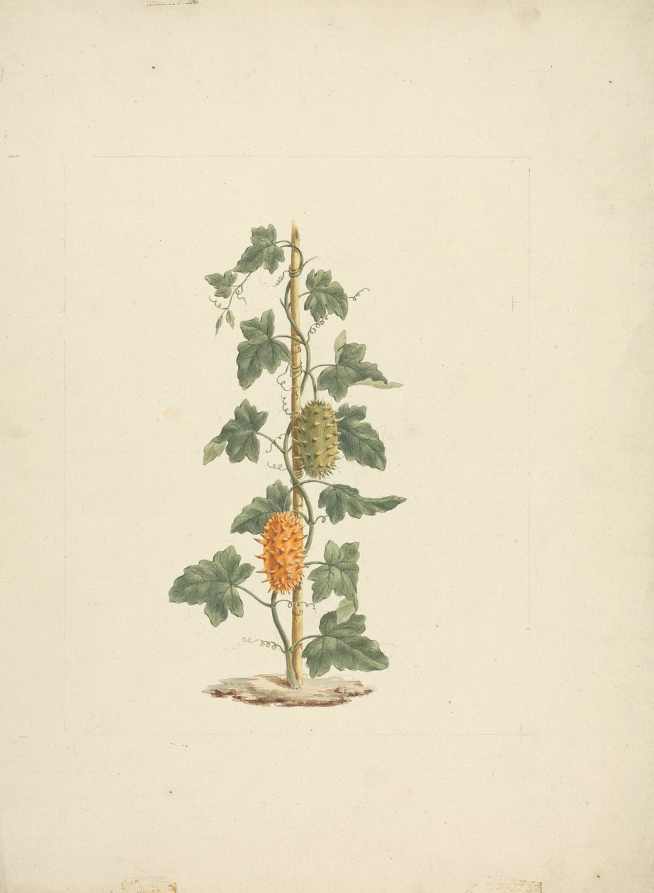 Cucumis metuliferus Naud (Divoká okurka): hotová kresba od James Bruce