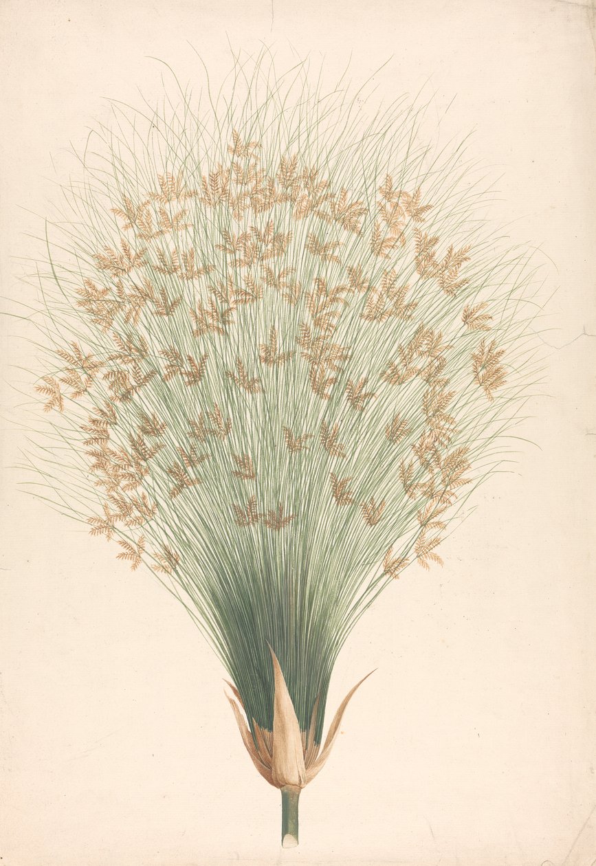 Cyperus papyrus L. (ostřice papyrusová): hotová kresba květenství od James Bruce