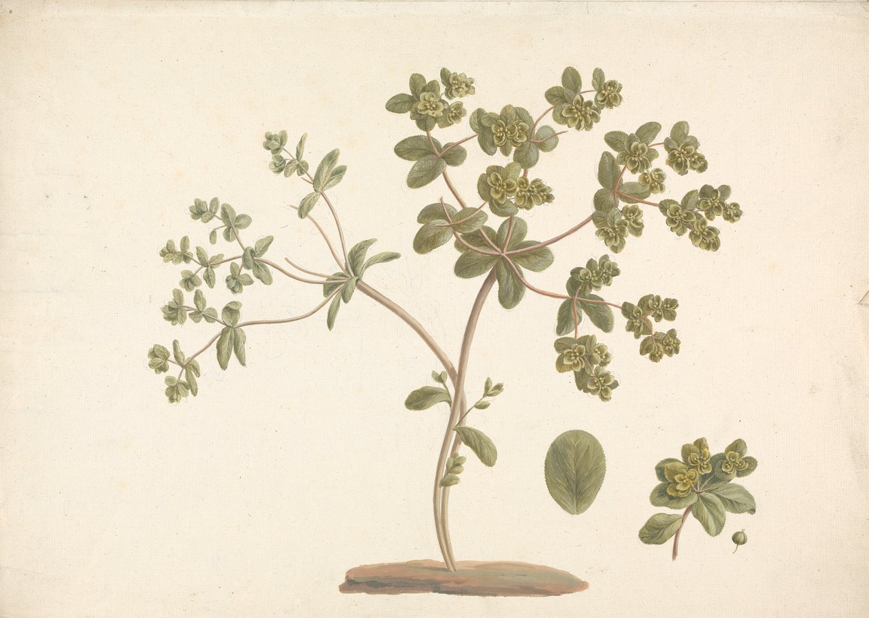 Euphorbia helioscopia L. (Sun Spurge): hotová kresba kvetoucí rostliny s detaily květů a listů a plodů od James Bruce