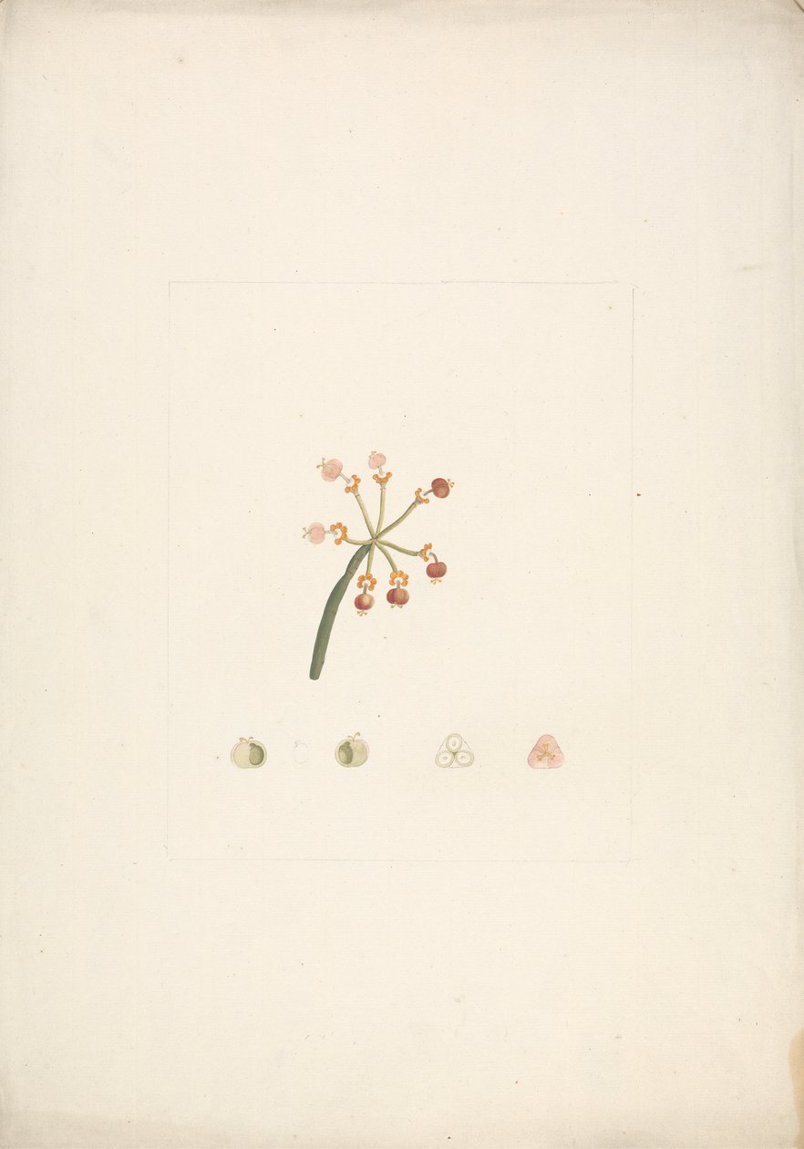 Euphorbia Nubica N.E. Br. (Nubian Spurge): hotový kresba kvetoucího a plodného natáčení, s podrobnostmi o květinových pitvách od James Bruce