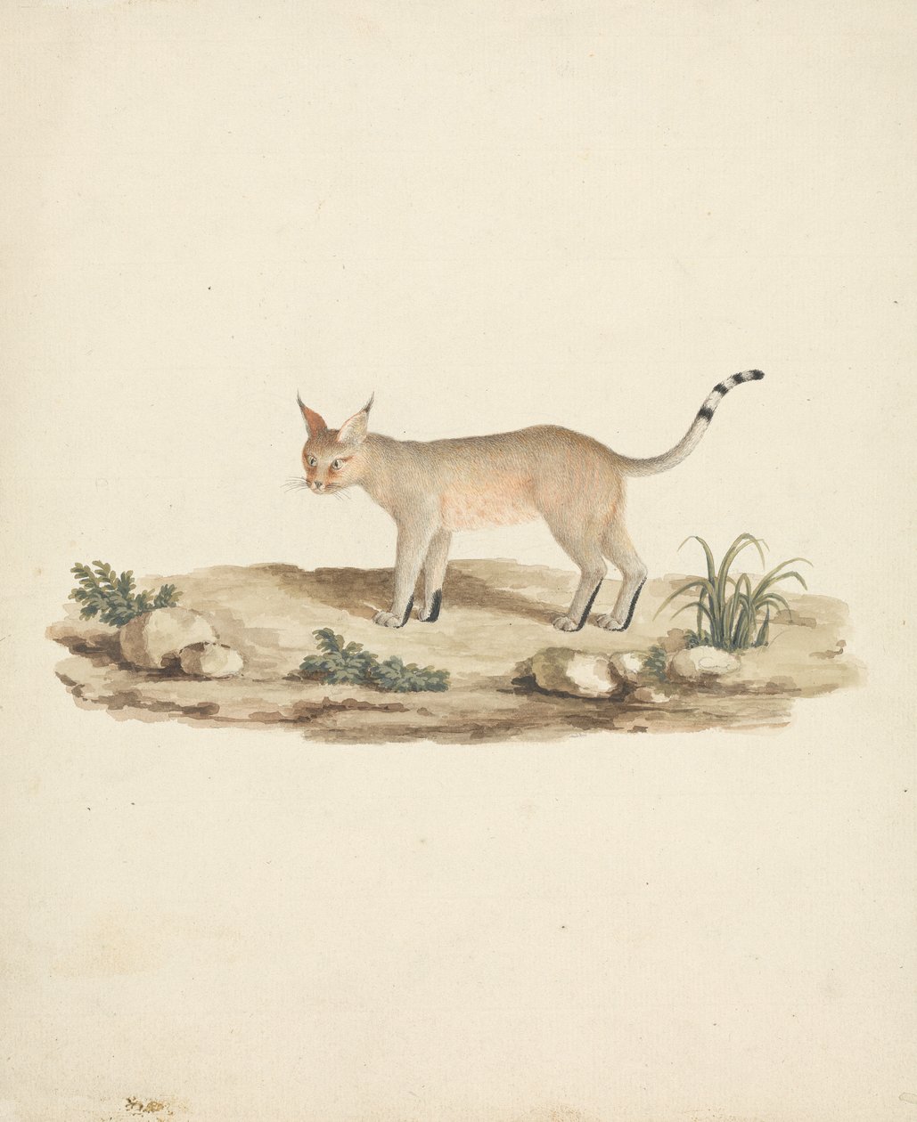 Zavedený Lynx od James Bruce