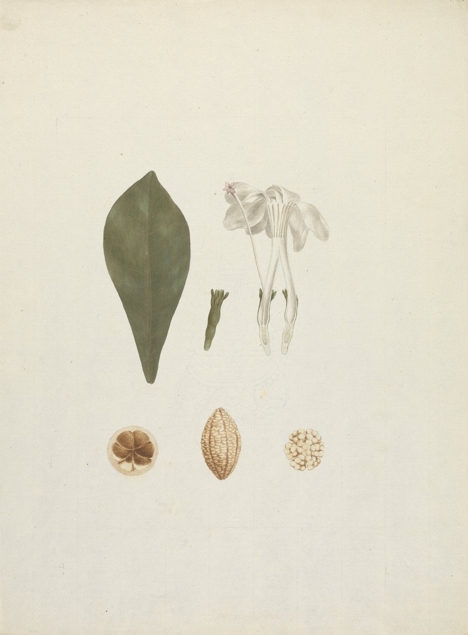 Gardenia ternifolia Schum.& Thonn. (Jovis-Tonantis): hotová kresba s dodatečným detailem ovoce od James Bruce
