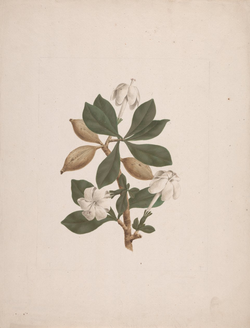 Gardenia ternifolia Schum.& Thonn. (Wild Gardenia): hotová kresba od James Bruce