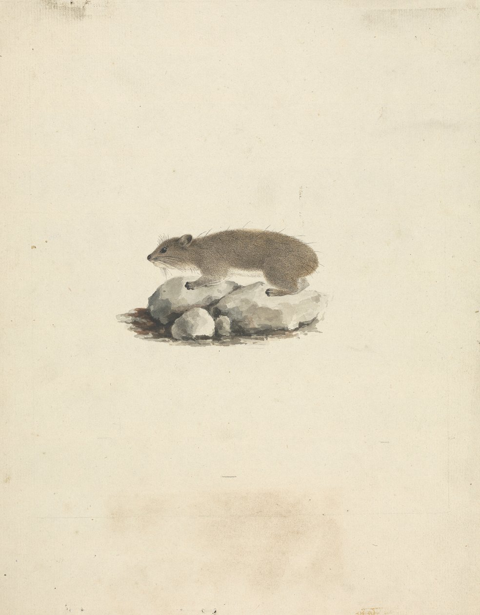 Heterohyrax brucei (hyrax žlutoskvrnný) od James Bruce
