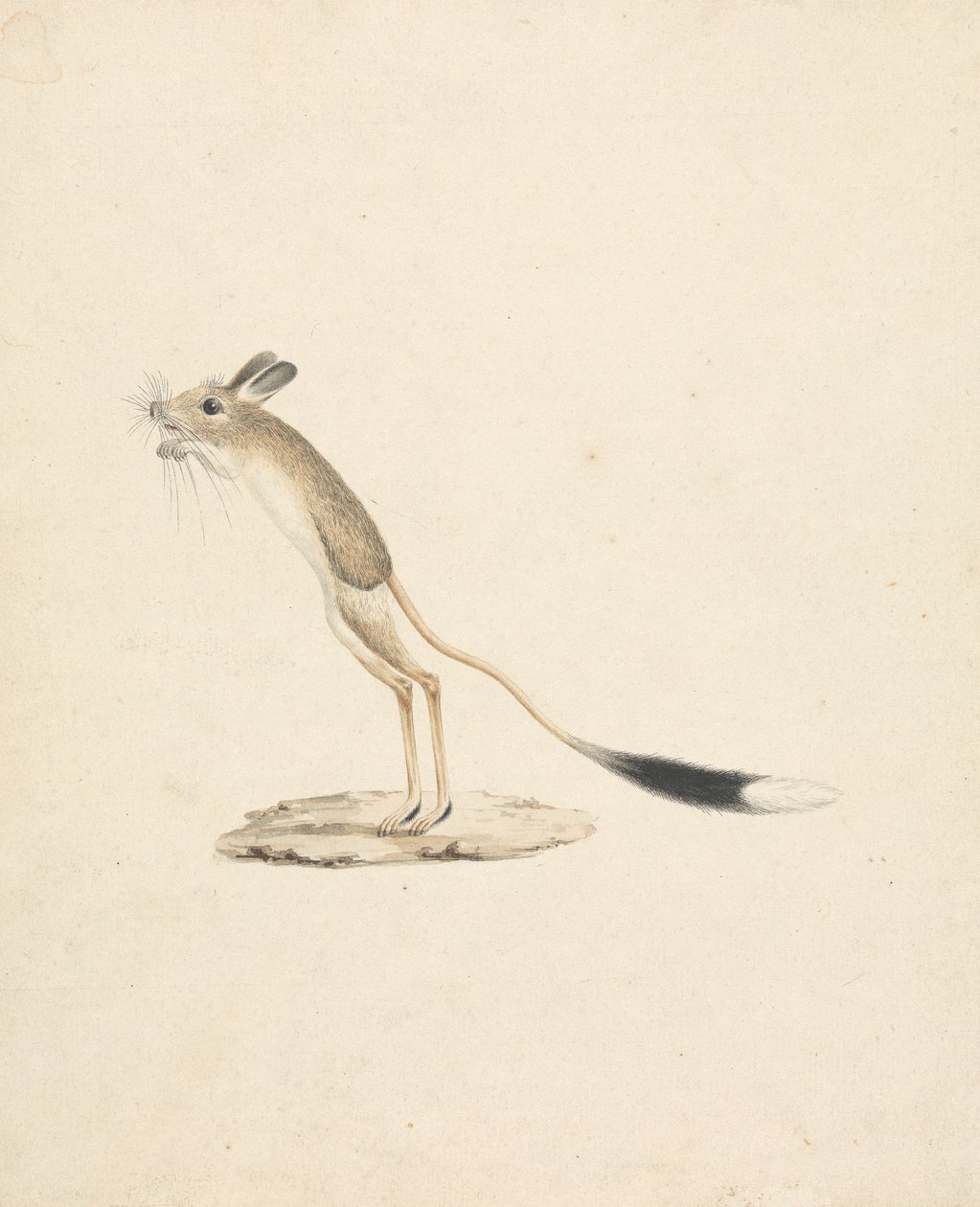 Jerboa od James Bruce