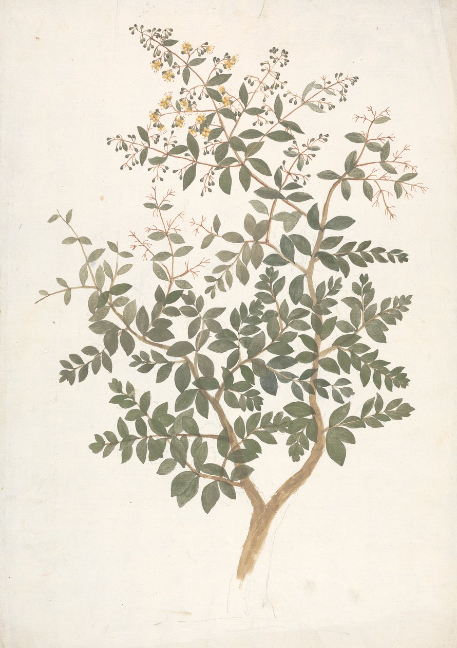 Lawsonia inermis L. (Henna): dokončená kresba kvetoucího listnatého výhonku od James Bruce