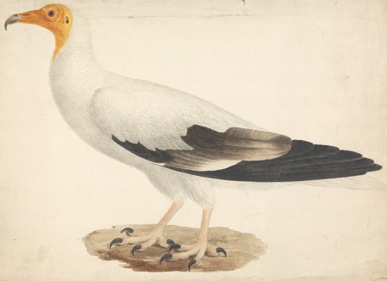 Neophron percnopterus (sup egyptský) od James Bruce