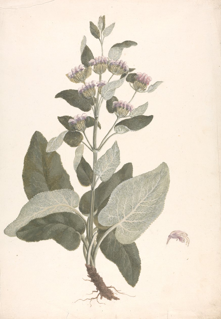 Phlomis herba-venti L. : hotová kresba od James Bruce