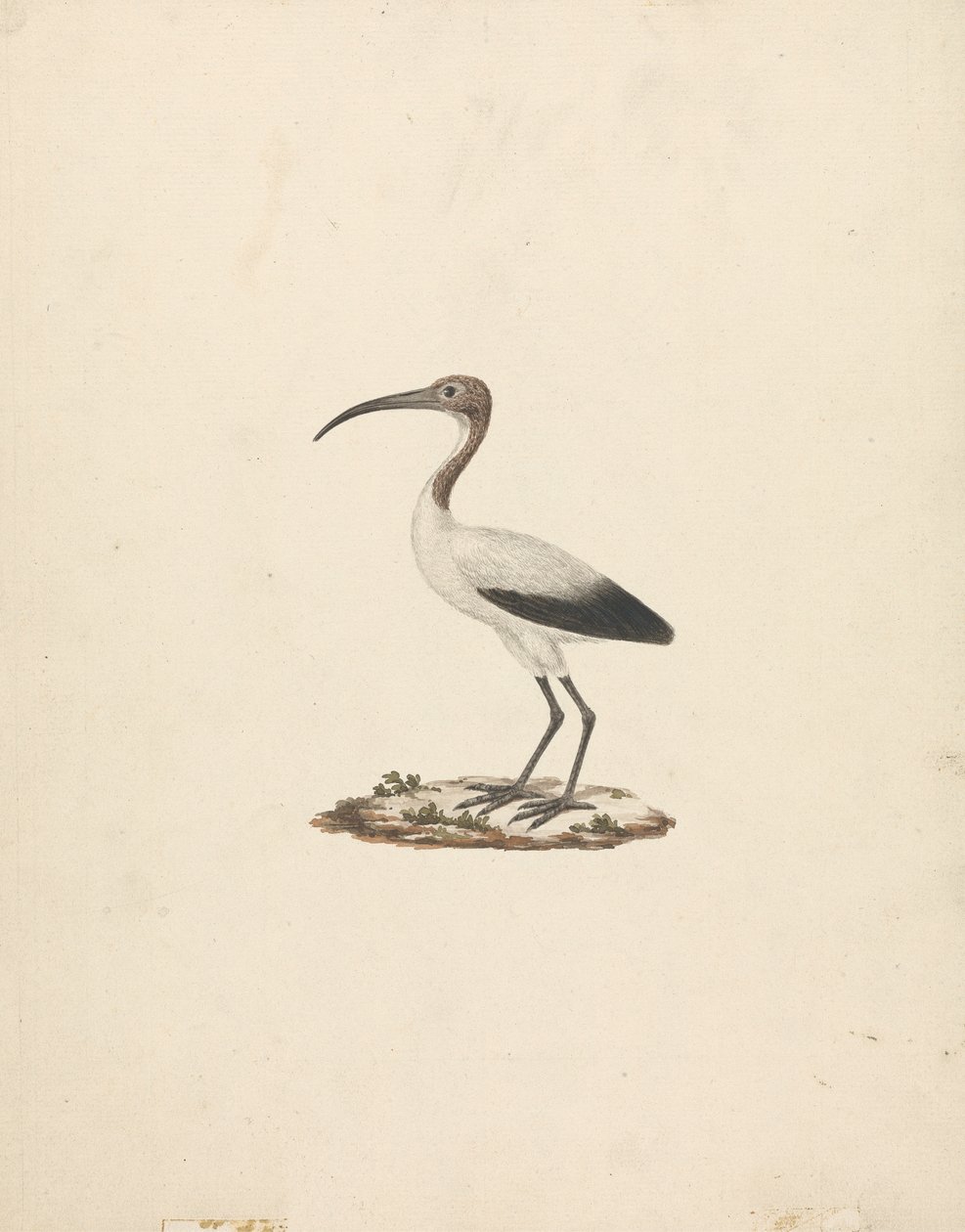 Threskiornis ethiopicus (Ibis posvátný africký) od James Bruce