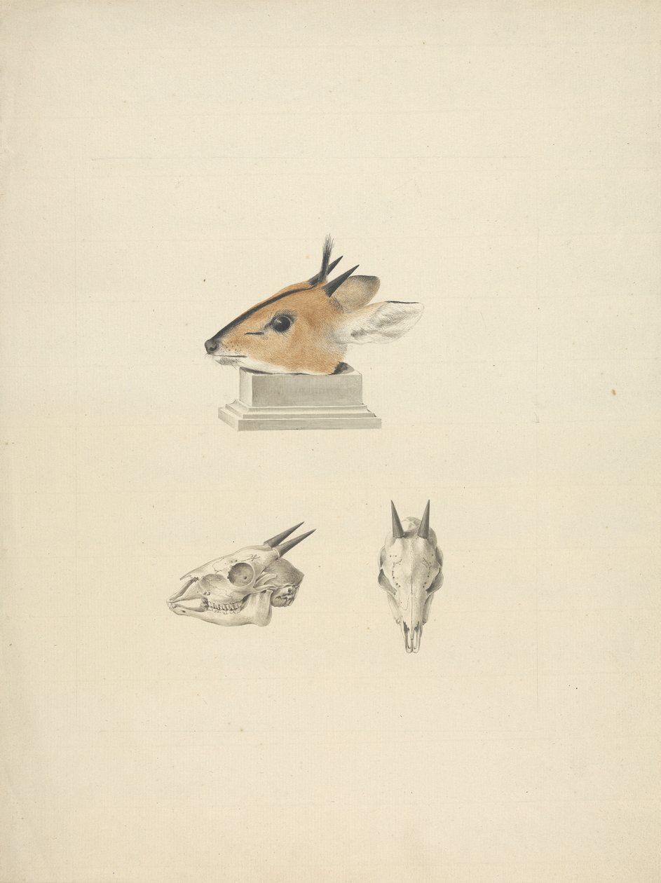 Unidentified Madoqua (Dik-dik): studium hlavy a lebky od James Bruce