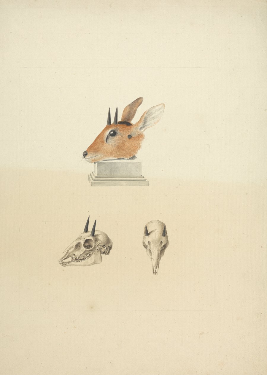 Unidentified Madoqua (Dik-dik): studium hlavy a lebky od James Bruce