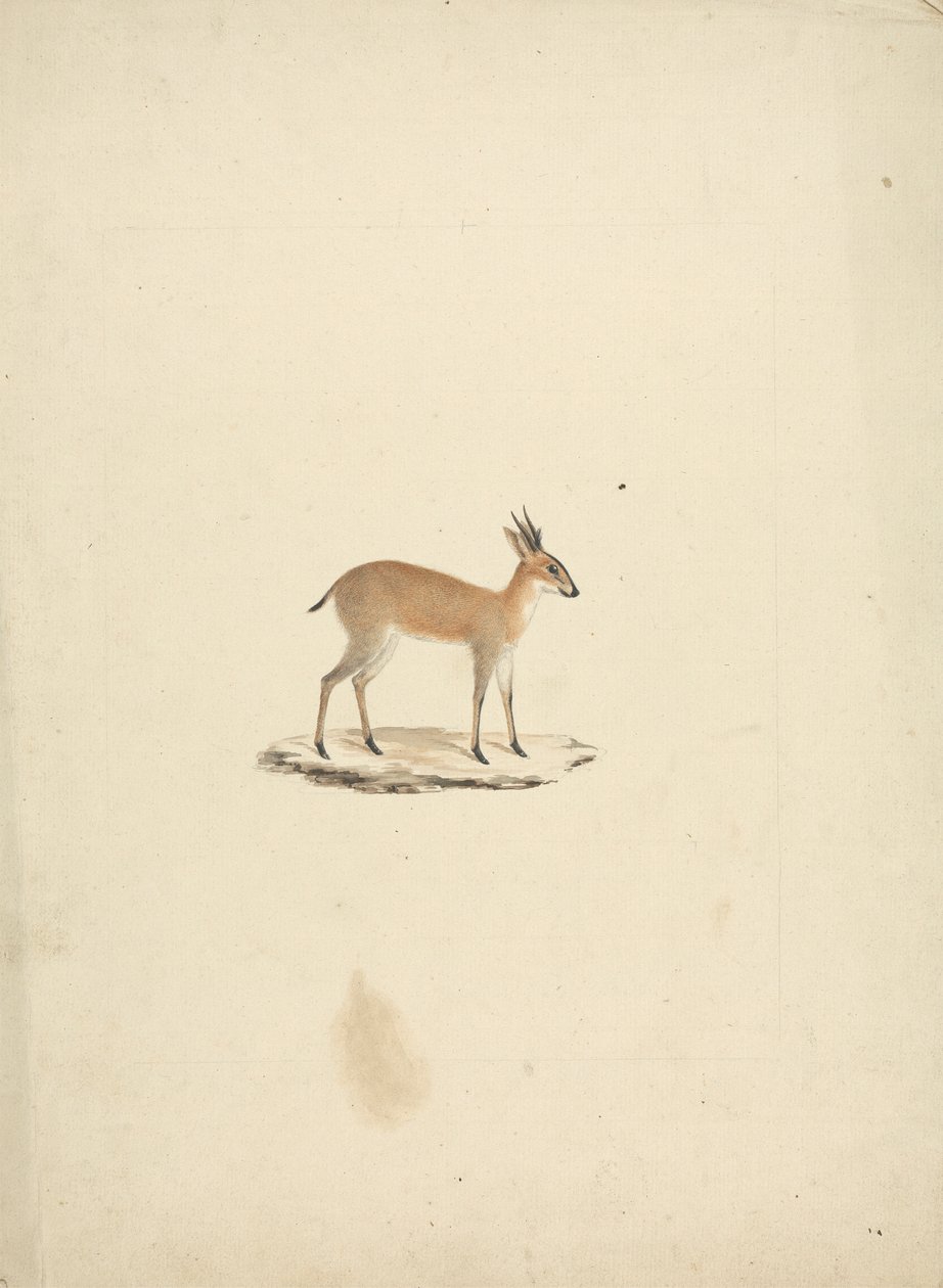 Neznámá madogua (Dik-dik) od James Bruce