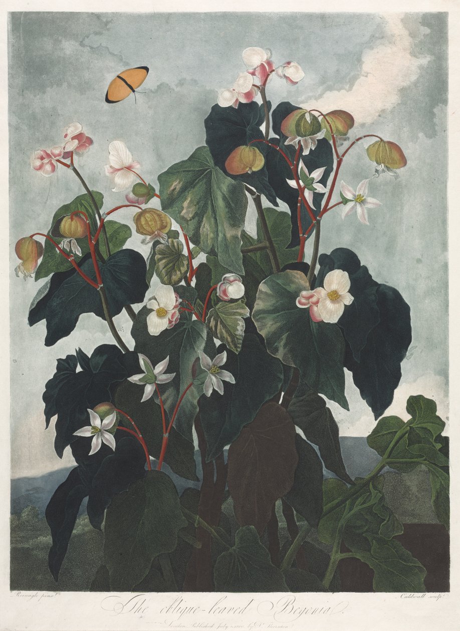 Temple of Flora, nebo Garden of Nature: The Obique-leaved Begonia od James Caldwall