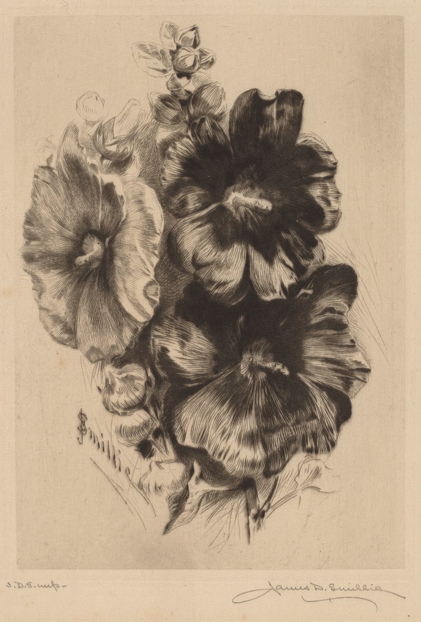 Tmavý Single Hollyhocks od James David Smillie