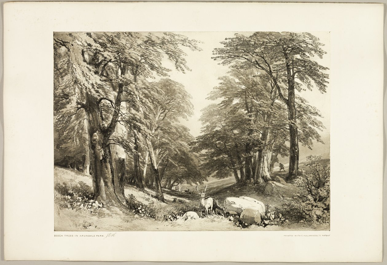 Buky v parku Arundale, z parku a lesa od James Duffield Harding