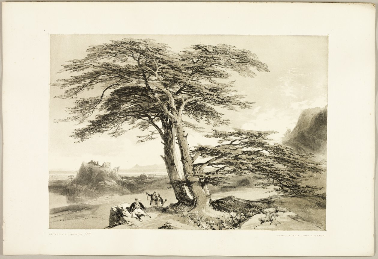 Libanonské cedry, z knihy Park a les od James Duffield Harding