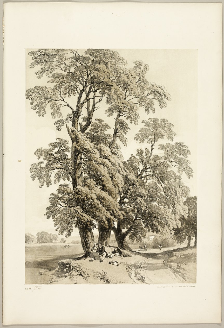 Jilm, z parku a lesa od James Duffield Harding