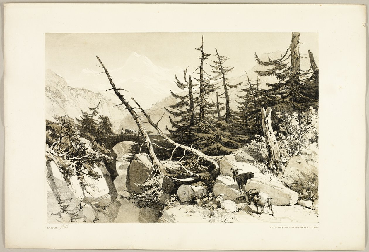 Modřín, z parku a lesa od James Duffield Harding