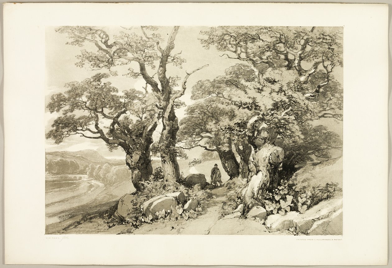 Old Oaks, z parku a lesa od James Duffield Harding