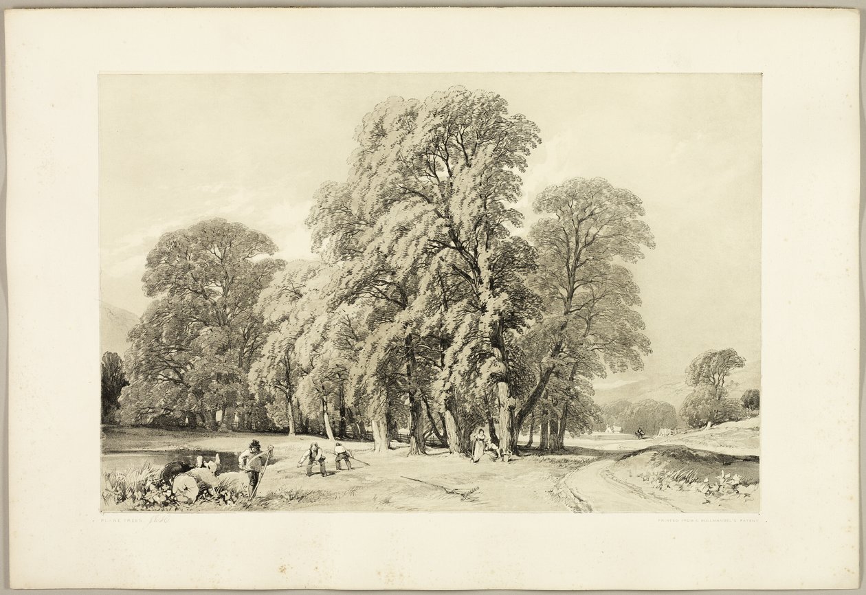 Platany, z parku a lesa od James Duffield Harding