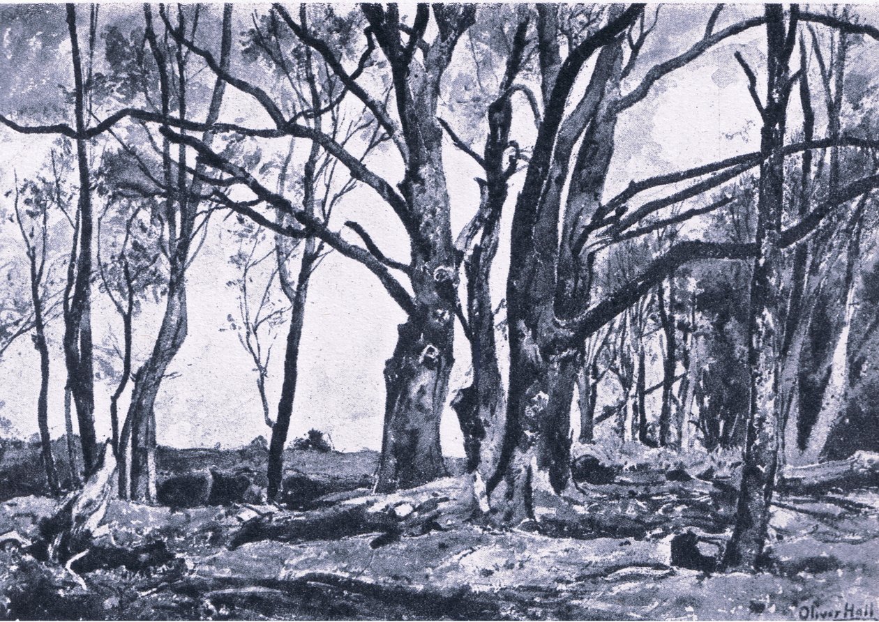 Pollard Willows na Windsorských loukách, Nature in Britain nakladatelství Collins od James Duffield Harding