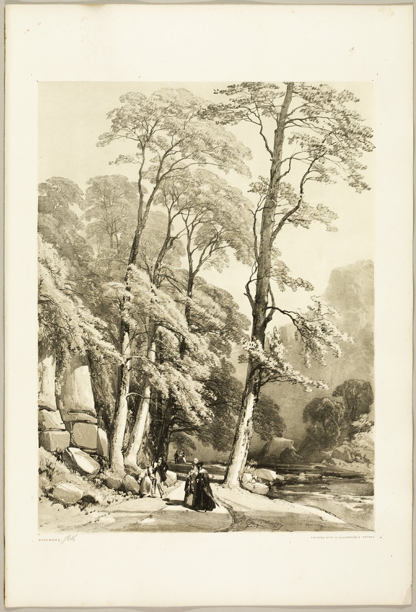Sycamore, z The Park and the Forest od James Duffield Harding