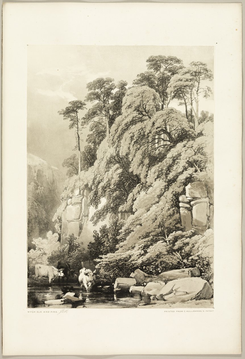 Wych Elm a Firs, z parku a lesa od James Duffield Harding