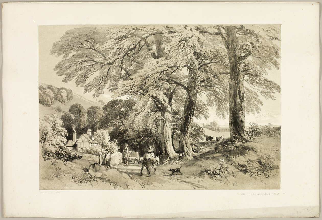 Wych Elm, z parku a lesa od James Duffield Harding