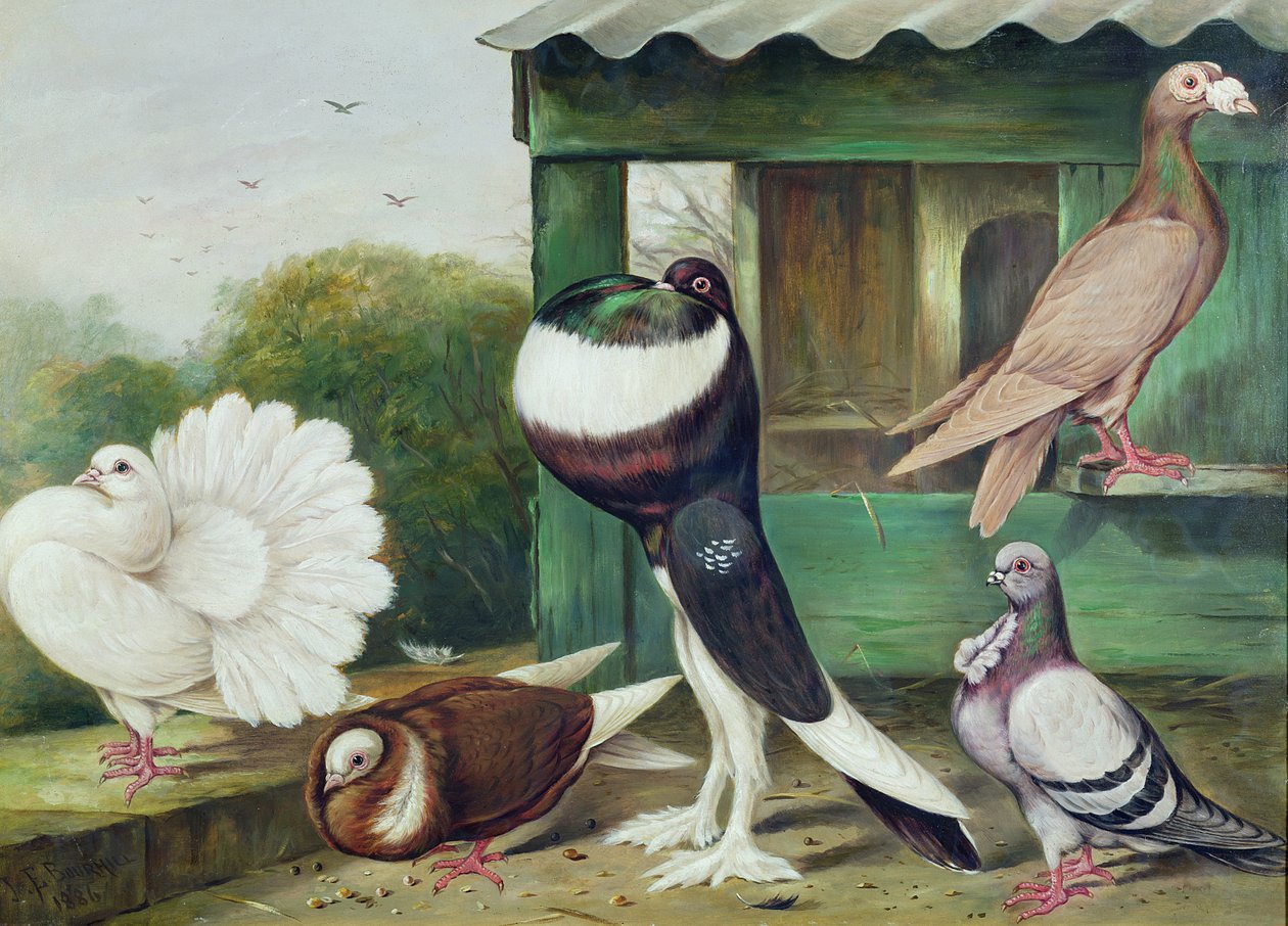 Neznámý obrázek od James E. Bourhill