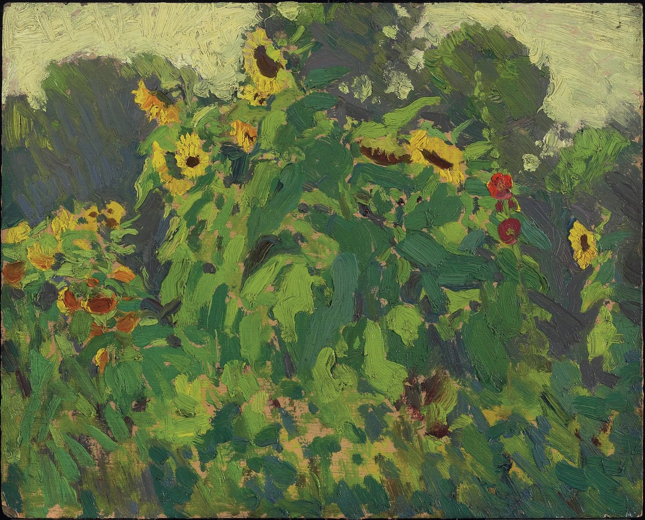 Sunflowers, Thornhill, 1916 (olej na kompozitní dřevovláknité desce) od James Edward Hervey Macdonald
