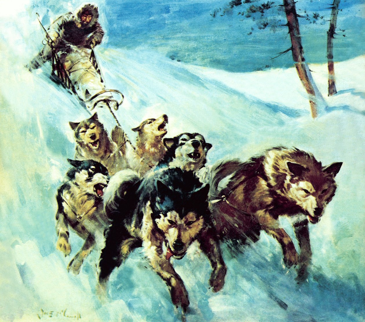 Kanadský husky od James Edwin McConnell