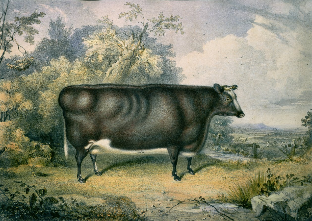 The Cottesmore Prize Heifer, po Henry Strafford (fl. 1833-73), 1837 od James Giles