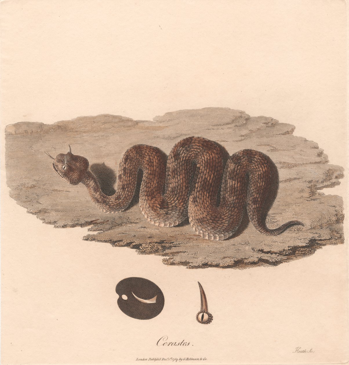 Cerastes od James Heath