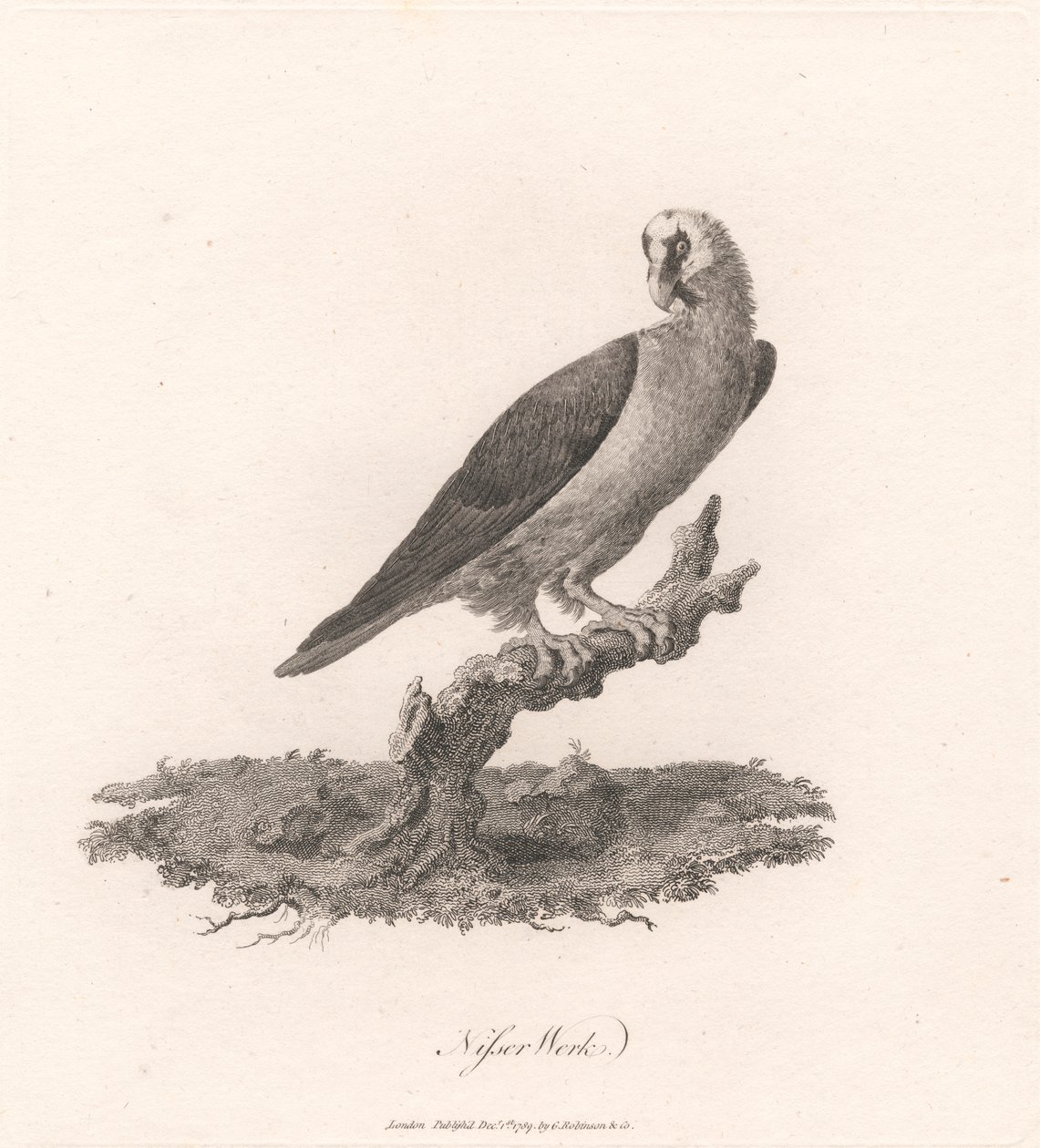 Nisser Work od James Heath