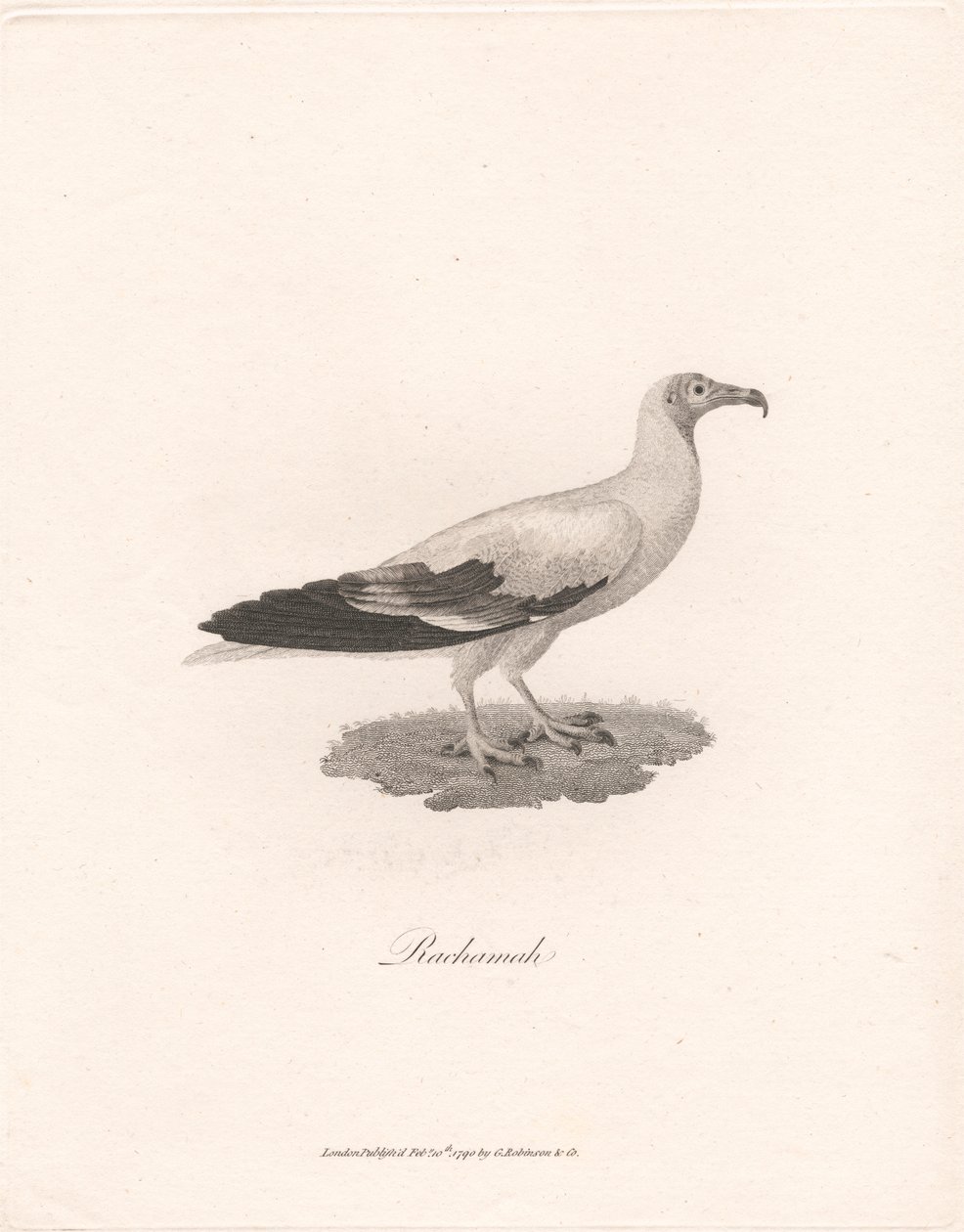 Rachamah od James Heath