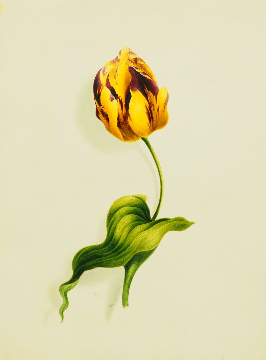 Papouščí tulipán, 1826 od James Holland