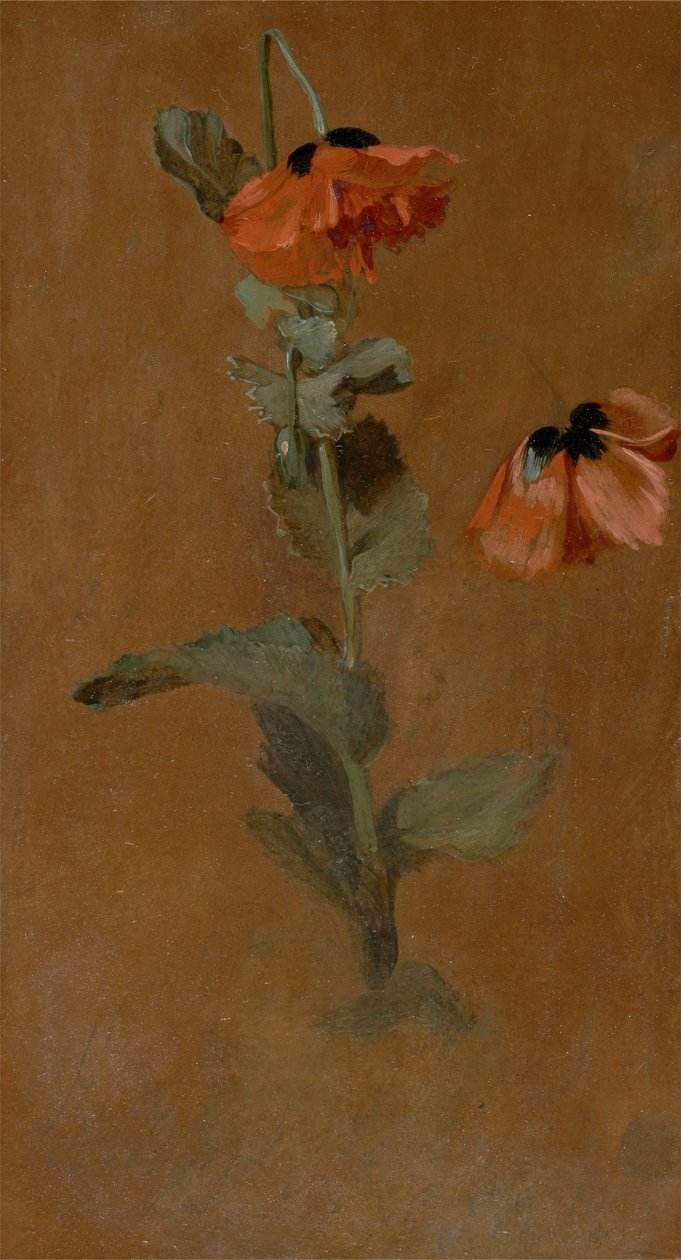 Study of Poppies, 1832 (olej a tužka na desce) (po konzervaci) od James Inskipp