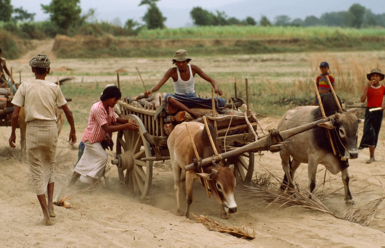 Vůz s volským potahem zapadne na špatné silnici do silného prachu. Vesnice Sebin, Barma. od James L Stanfield