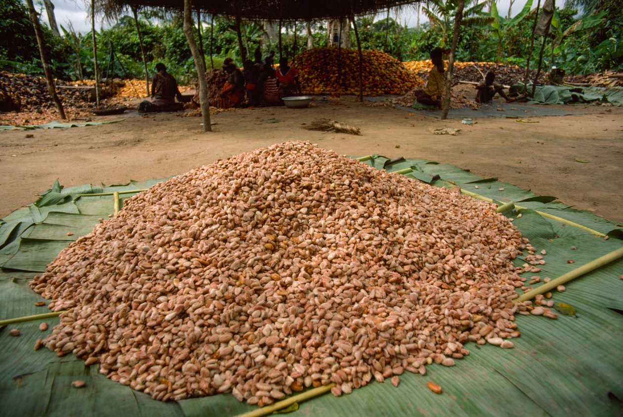 Velká hromada kakaových bobů (rod: Theobroma, druh: cacao), které se již v minulosti... od James L Stanfield