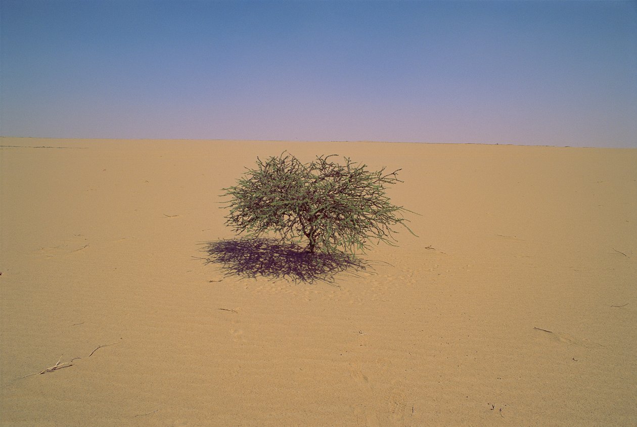 Osamělý strom v poušti v Nigeru v Africe.Možná "Arbre du Tenere" nebo zdánlivě... od James L Stanfield
