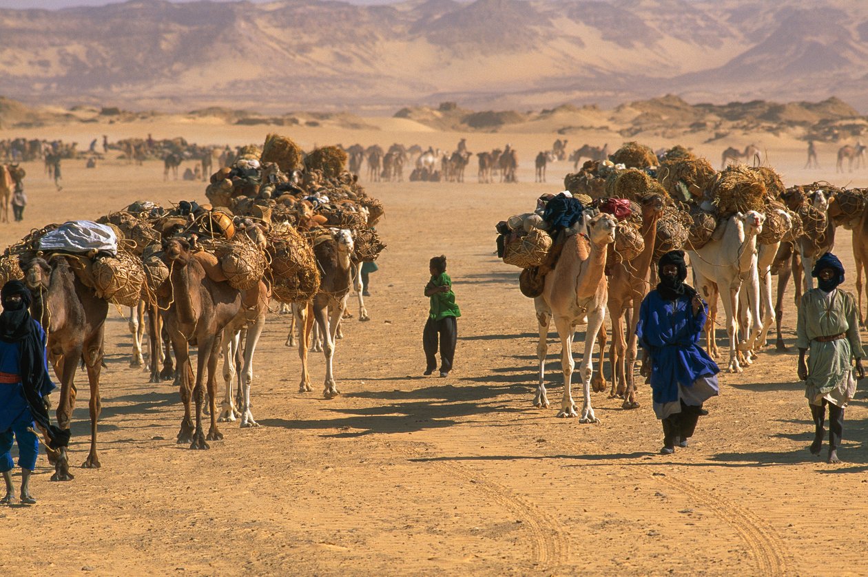 Karavana se solí pro velbloudy u Fachi. U FACHI, NIGER. od James L Stanfield