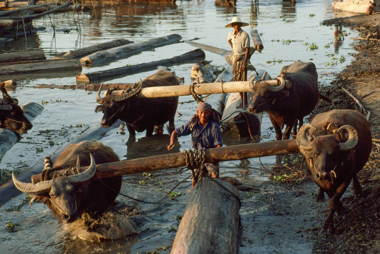 Vodní buvolci vytahují z řeky klády z tvrdého dřeva na rovné podvaly. Irrawaddy Ri... od James L Stanfield